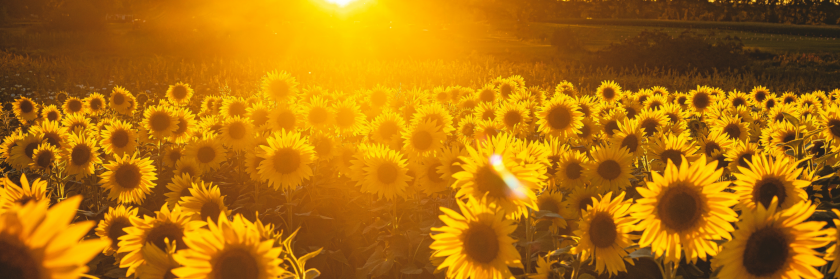 Titelbild mit einem Sonnenblumenfeld im Sonnenuntergang
